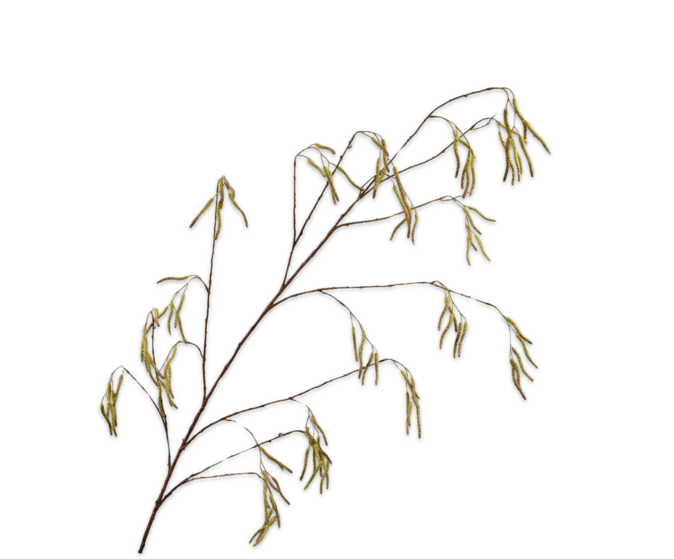 Zijdebloem Wilgentak groen