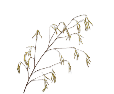 Zijdebloem Wilgentak groen