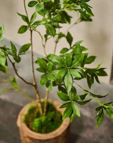 Zijdeboom Pittosporum in pot groen