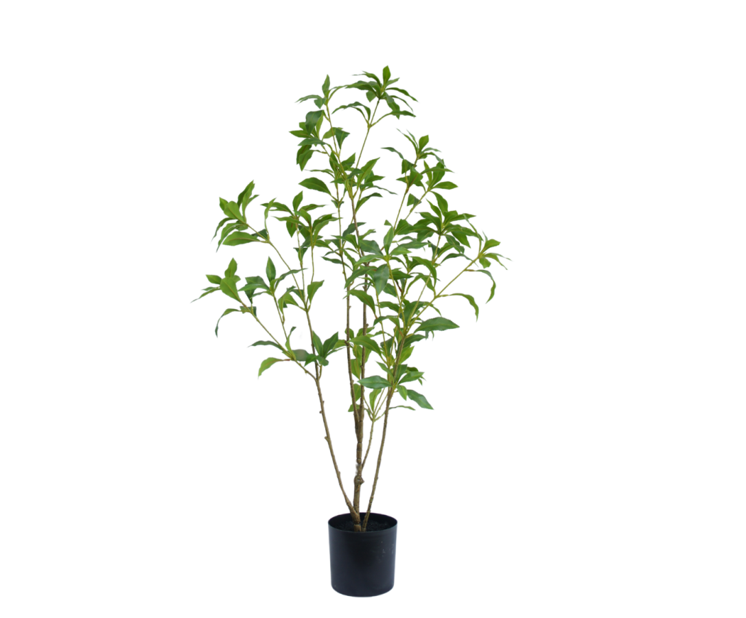 Zijdeboom Pittosporum in pot groen