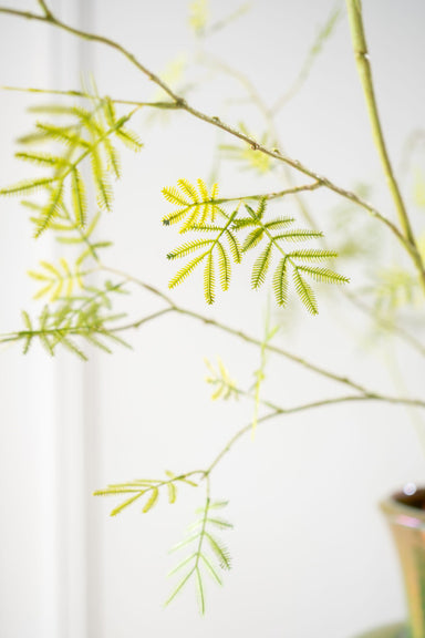 Zijdebloem Mimosa tak groen