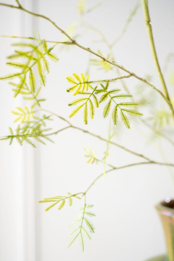 Zijdebloem Mimosa tak groen