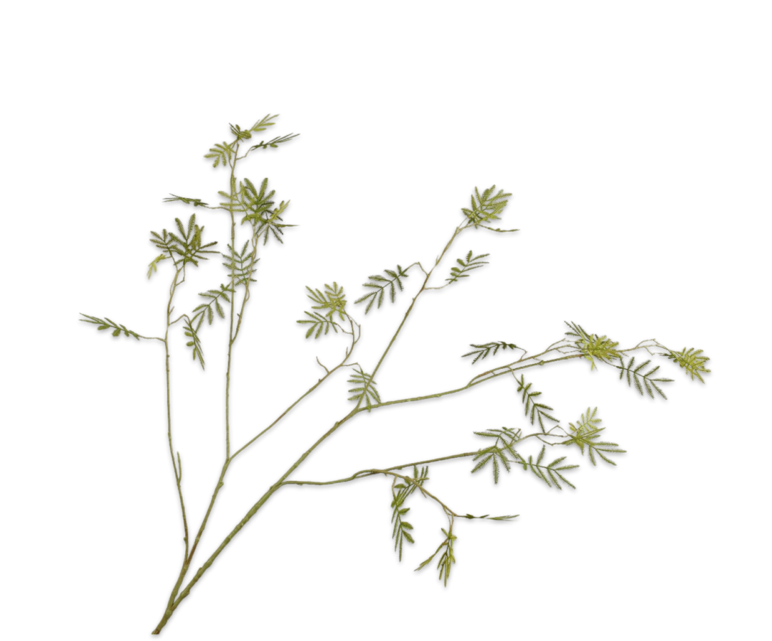 Zijdebloem Mimosa tak groen