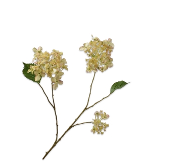 Zijdebloem Hortensiatak crème-groen