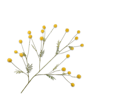 Zijdebloem Mimosa tak geel