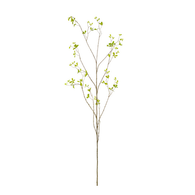 Zijdebloem Bucida tak groen