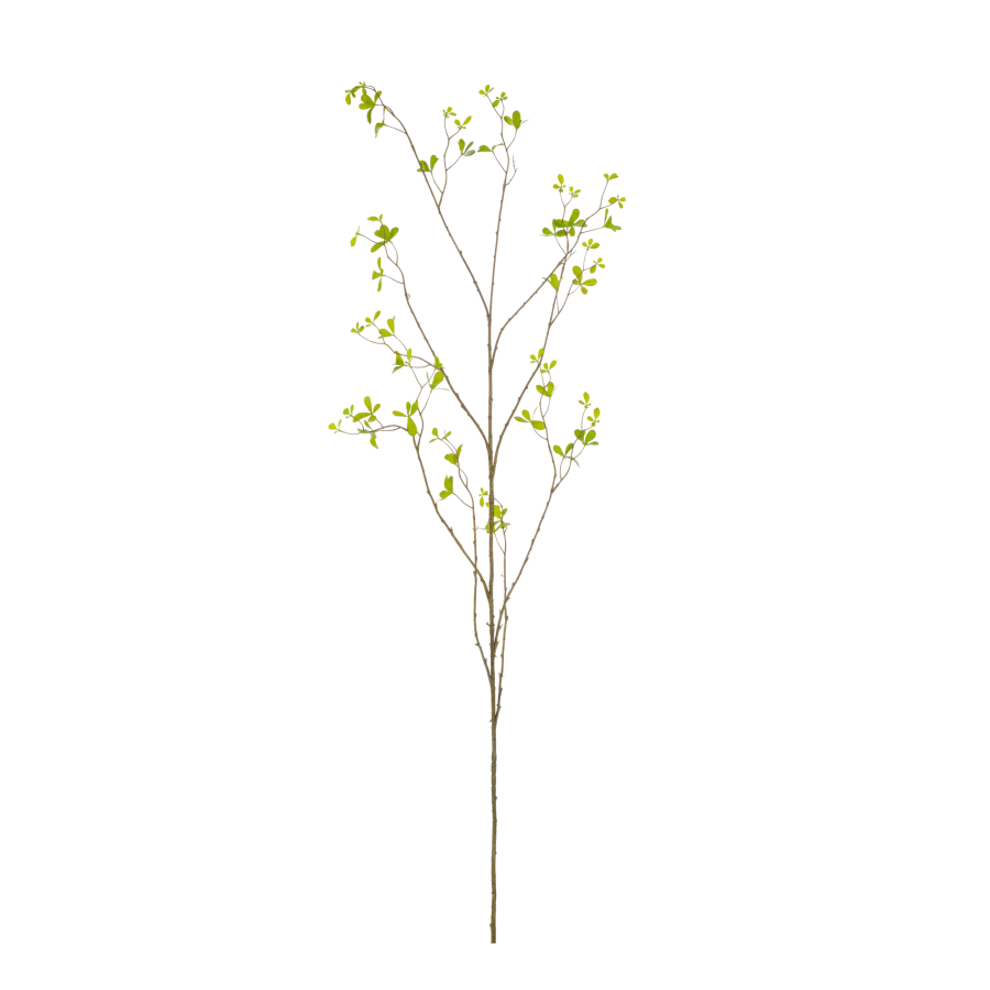Zijdebloem Bucida tak groen