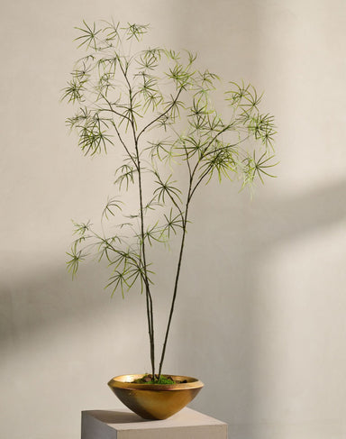 Zijdeboom Schefflera in pot groen