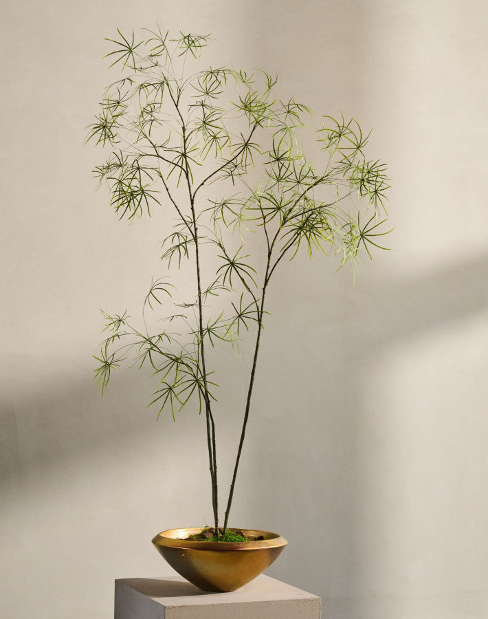 Zijdeboom Schefflera in pot groen