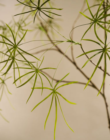 Zijdeboom Schefflera in pot groen