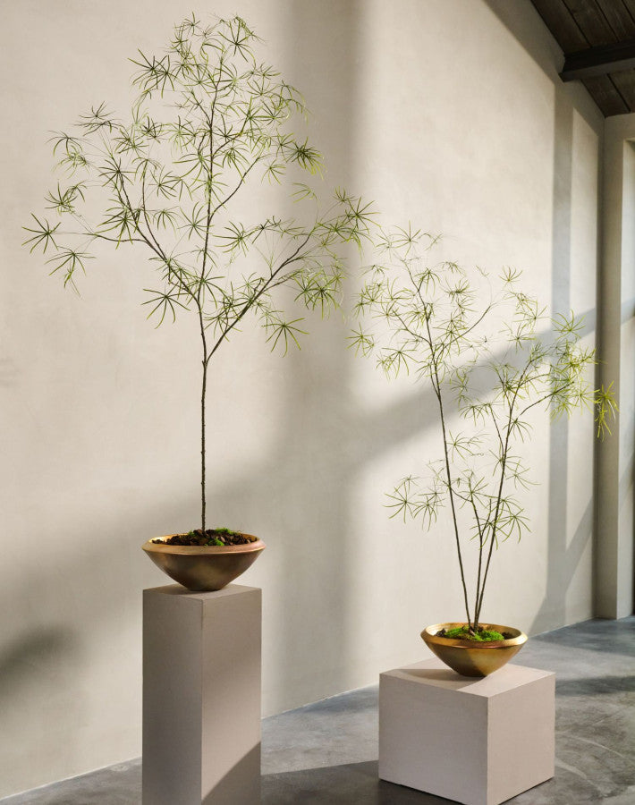 Zijdeboom Schefflera in pot groen