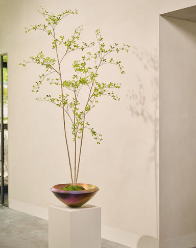 Zijdebloem Bucida in pot groen