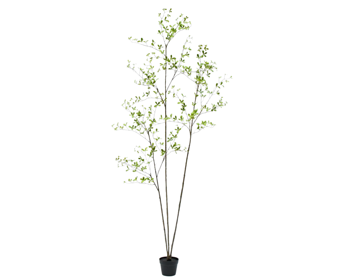 Zijdebloem Bucida in pot groen