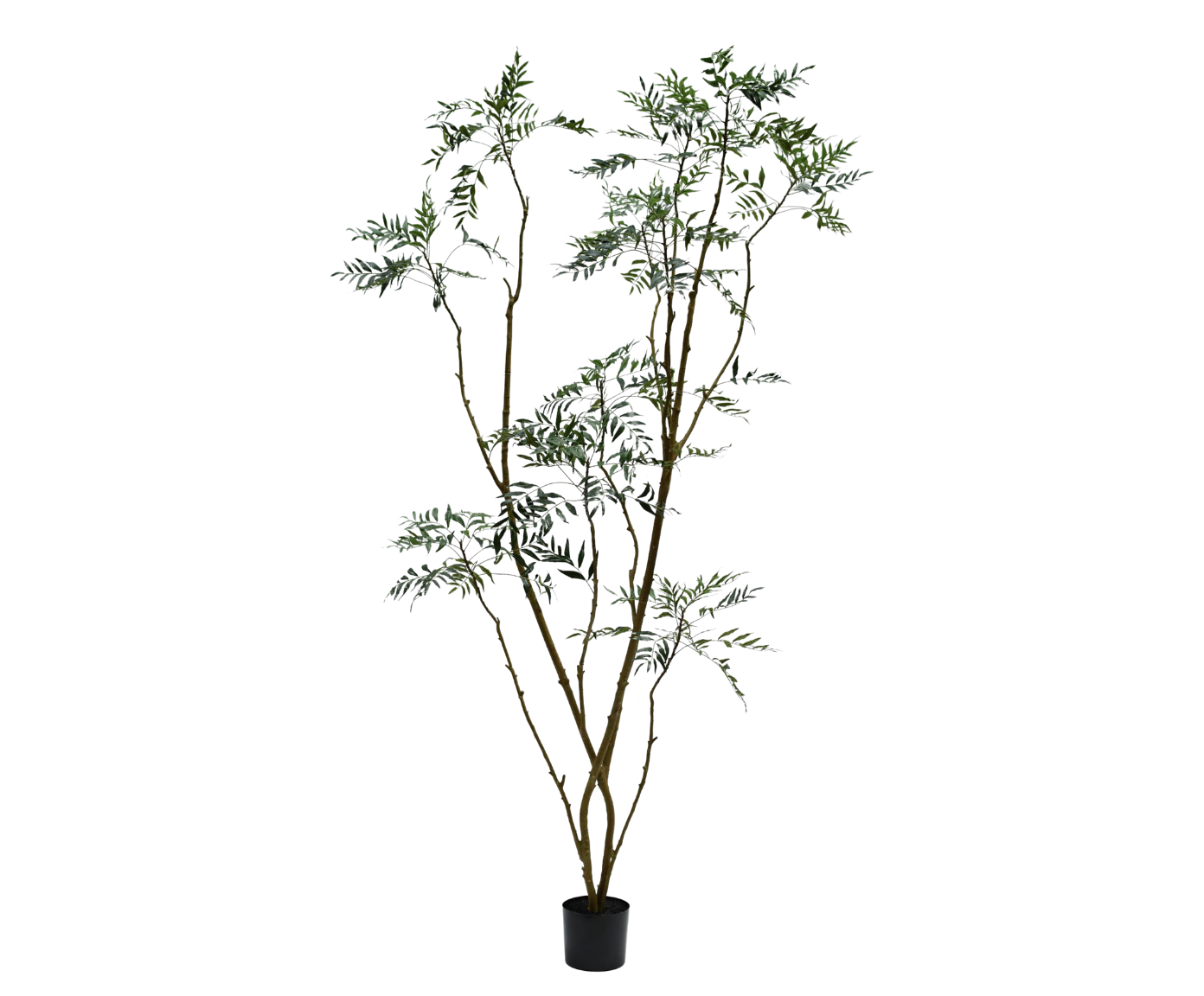Zijdeboom Mahonie in pot groen