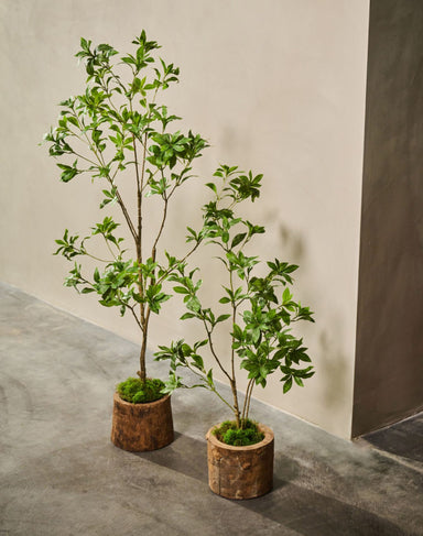 Zijdeboom Pittosporum in pot groen