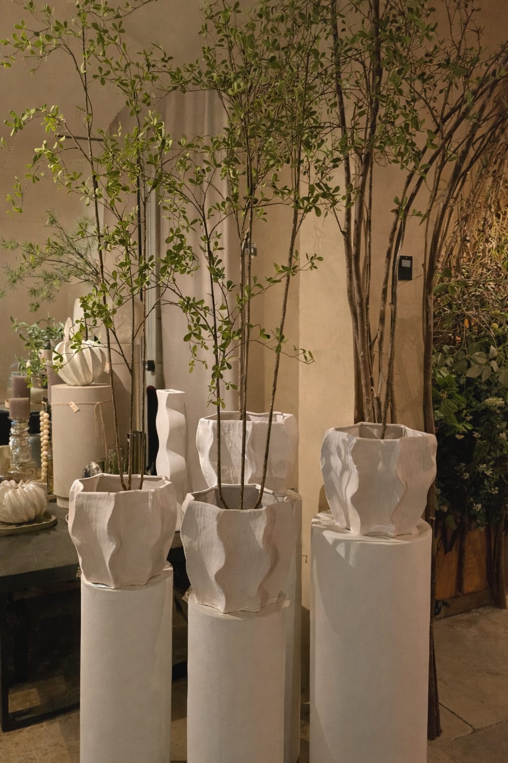 Zijdebloem Bucida in pot groen