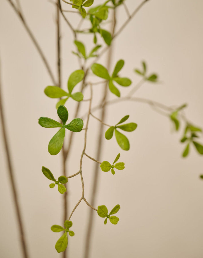 Zijdebloem Bucida in pot groen