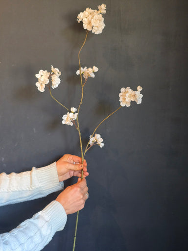 Silk-blossom